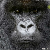 gorilla_fanboy View all userpics