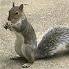 mothersquirrel View all userpics