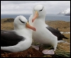 albatrosswing userpic
