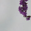 toujours userpic