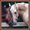 pferde userpic